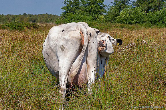 Cultuurdieren, Bart Fotografie-264