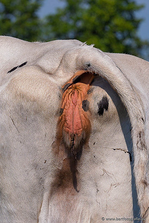Cultuurdieren, Bart Fotografie-265