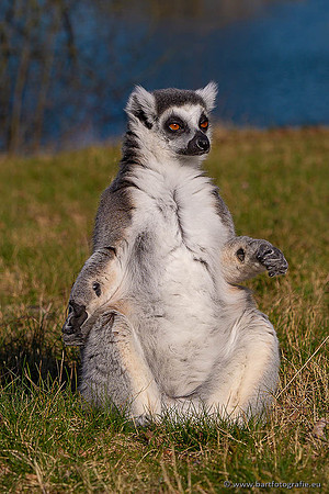Dierentuinen en Parken Bart Fotografie-345