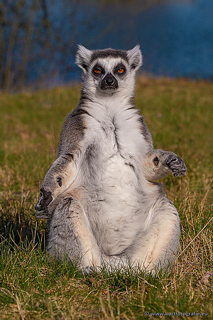 Dierentuinen en Parken Bart Fotografie-346
