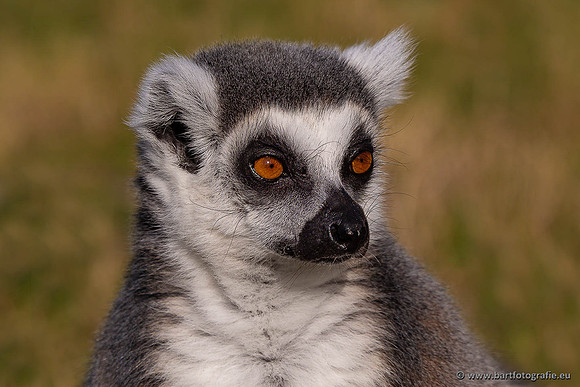 Dierentuinen en Parken Bart Fotografie-347