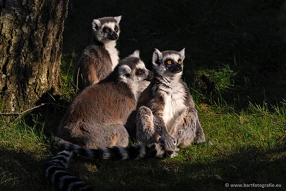 Dierentuinen en Parken Bart Fotografie-348