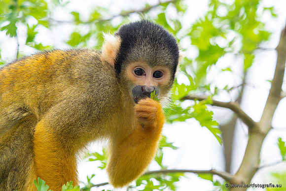 Dierentuinen en Parken Bart Fotografie-361