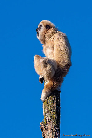 Dierentuinen en Parken Bart Fotografie-372