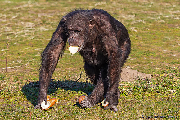 Dierentuinen en Parken Bart Fotografie-373