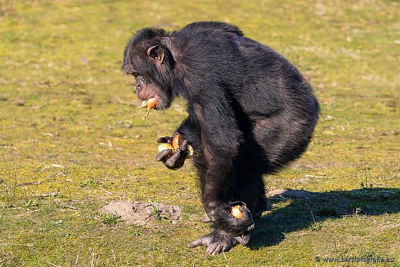 Dierentuinen en Parken Bart Fotografie-374