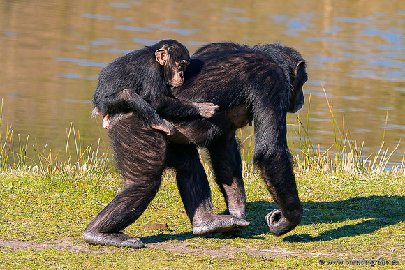 Dierentuinen en Parken Bart Fotografie-376