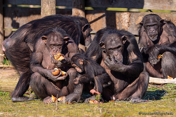 Dierentuinen en Parken Bart Fotografie-377