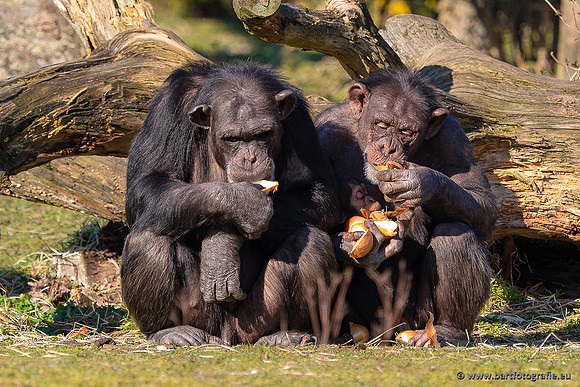Dierentuinen en Parken Bart Fotografie-379