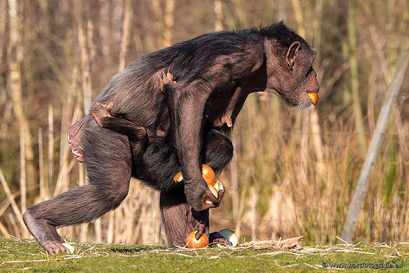 Dierentuinen en Parken Bart Fotografie-380