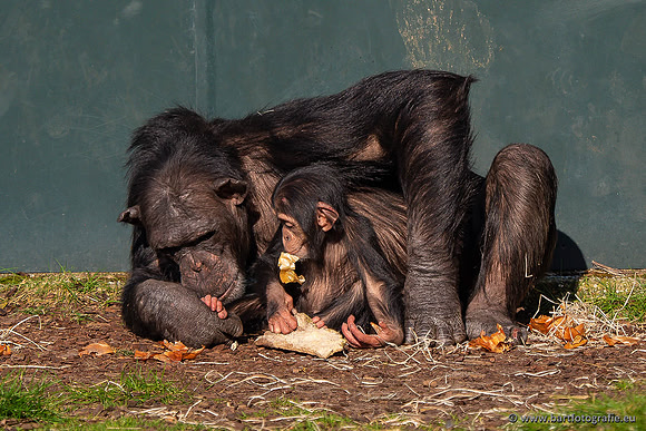 Dierentuinen en Parken Bart Fotografie-382