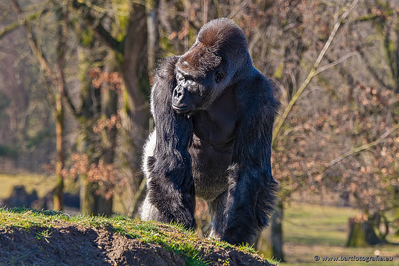 Dierentuinen en Parken Bart Fotografie-383