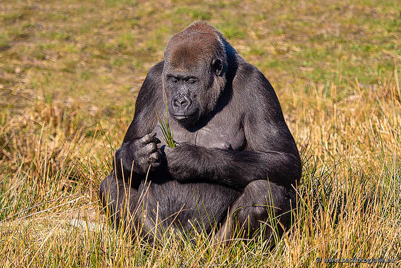 Dierentuinen en Parken Bart Fotografie-384