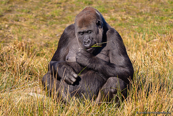Dierentuinen en Parken Bart Fotografie-385