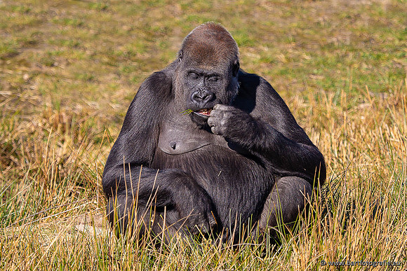 Dierentuinen en Parken Bart Fotografie-386