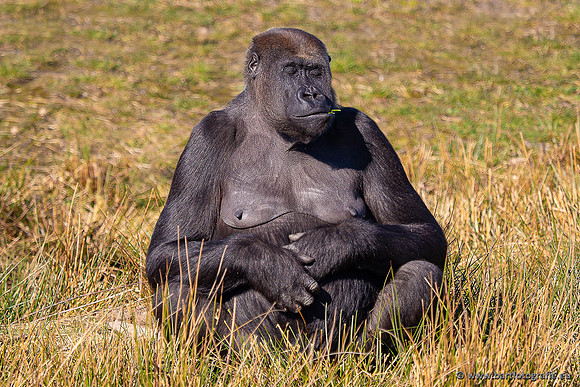 Dierentuinen en Parken Bart Fotografie-387