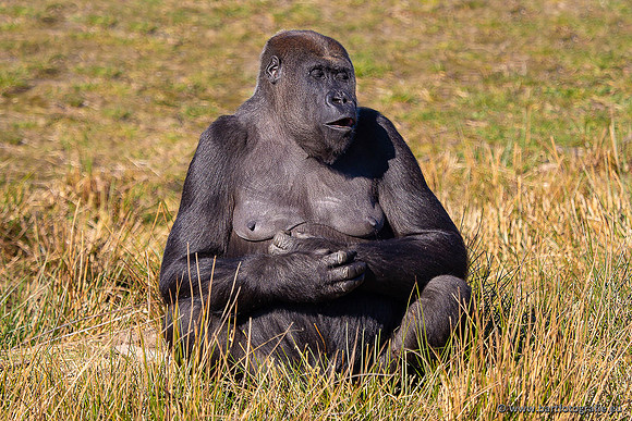 Dierentuinen en Parken Bart Fotografie-388