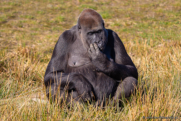 Dierentuinen en Parken Bart Fotografie-389