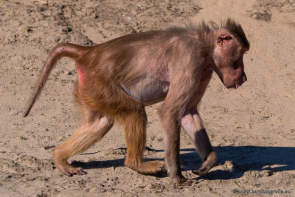 Dierentuinen en Parken Bart Fotografie-390