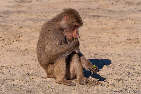 Dierentuinen en Parken Bart Fotografie-392