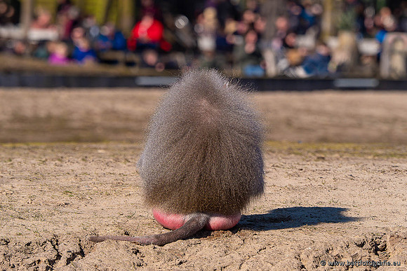 Dierentuinen en Parken Bart Fotografie-394