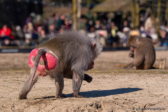 Dierentuinen en Parken Bart Fotografie-395