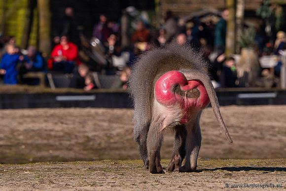 Dierentuinen en Parken Bart Fotografie-397