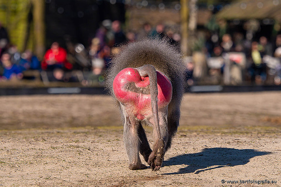 Dierentuinen en Parken Bart Fotografie-396