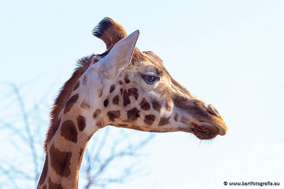 Dierentuinen en Parken Bart Fotografie-398