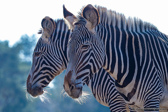 Dierentuinen en Parken Bart Fotografie-400