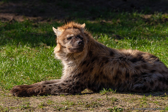 Dierentuinen en Parken Bart Fotografie-402