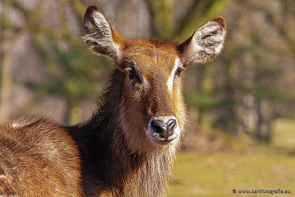 Dierentuinen en Parken Bart Fotografie-403