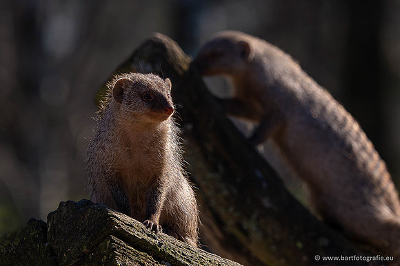 Dierentuinen en Parken Bart Fotografie-404