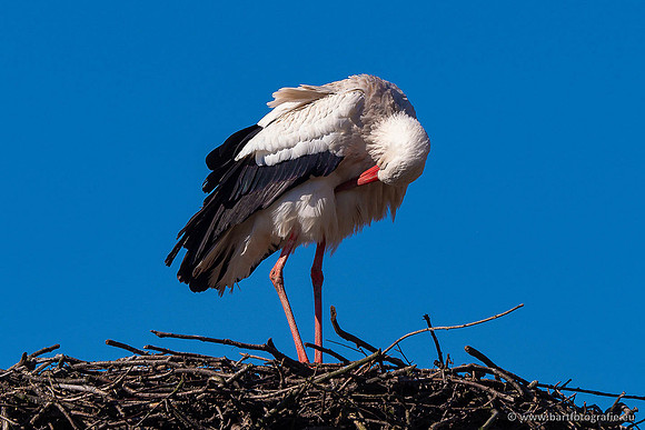 Dierentuinen en Parken Bart Fotografie-408