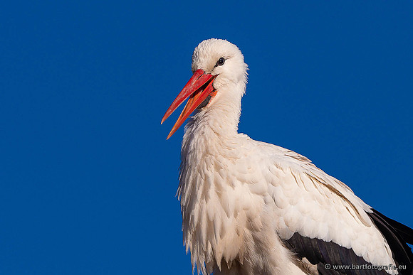 Dierentuinen en Parken Bart Fotografie-410
