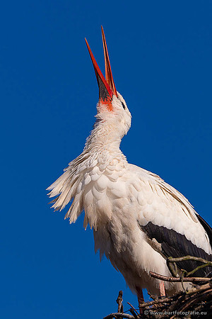 Dierentuinen en Parken Bart Fotografie-411