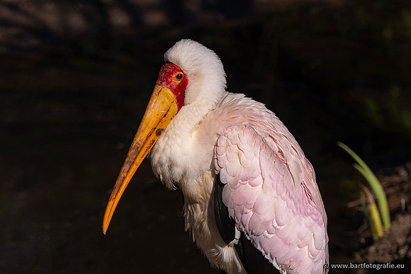Dierentuinen en Parken Bart Fotografie-414