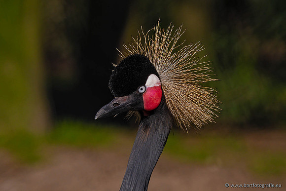 Dierentuinen en Parken Bart Fotografie-415