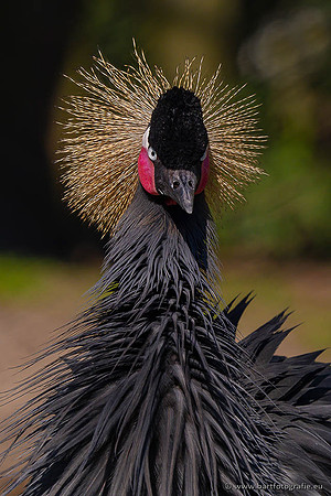 Dierentuinen en Parken Bart Fotografie-416