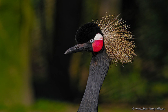 Dierentuinen en Parken Bart Fotografie-417