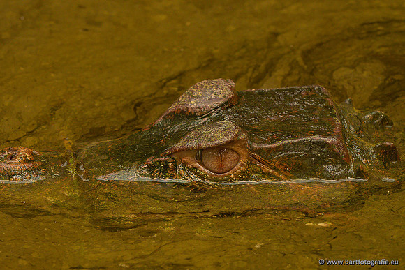 Dierentuinen en Parken Bart Fotografie-422