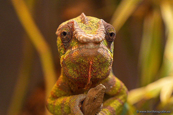 Dierentuinen en Parken Bart Fotografie-427