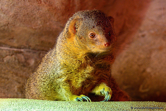 Dierentuinen en Parken Bart Fotografie-428
