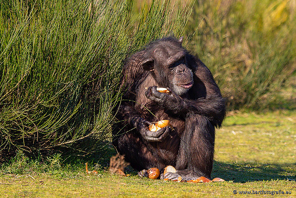 Dierentuinen en Parken Bart Fotografie-378