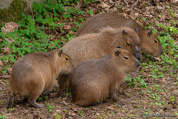 Dierentuinen en Parken Bart Fotografie-407