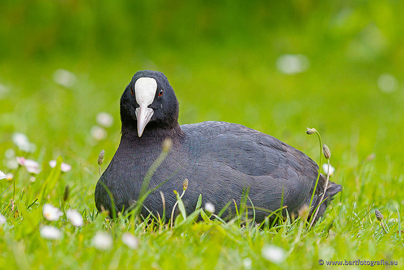 Kust- en Watervogels, Bart Fotografie-543