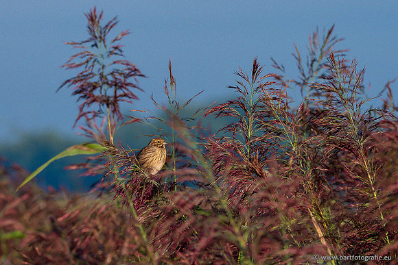 Rietvogels, Bart Fotografie-112