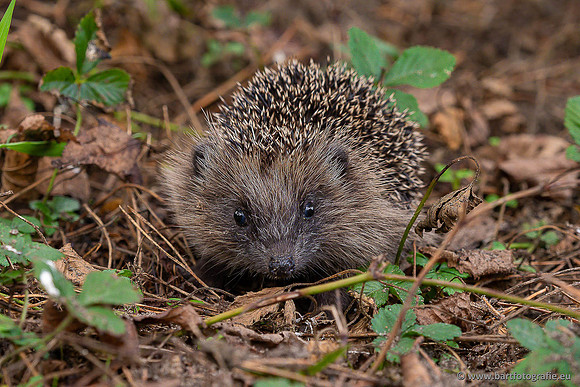 Zoogdieren, Bart Fotografie-451