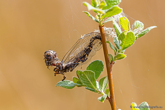 Spinnen, Bart Fotografie-236