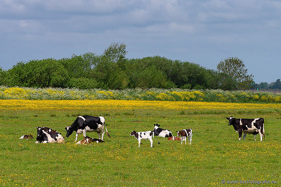 Akker en Weide Bart Fotografie-134